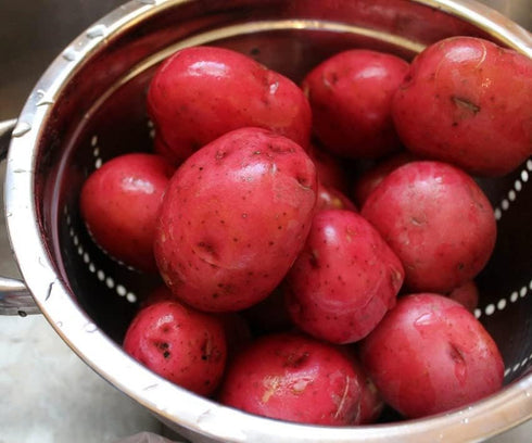 Bulbs 2026-5 TomorrowSeeds - Pontiac Red Seed Potatoes - USDA Certified for Growers Size B NonGMO Potato Tubers Growing