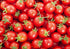 Harley Seeds 30 Sweetie Cherry a.k.a. Sugar Sweetie Tomato Seeds, Heirloom Non-GMO, Extra Sweet,