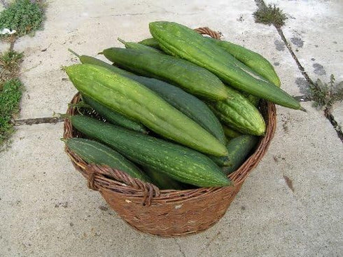 Seedville 25 LUFFA Sponge Gourd (Vegetable Sponge/Smooth Luffa/Sponge Luffa/Climbing Okra/Dishrag Gourd) Luffa