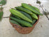 Seedville 25 LUFFA Sponge Gourd (Vegetable Sponge/Smooth Luffa/Sponge Luffa/Climbing Okra/Dishrag Gourd) Luffa