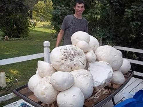 CEMEHA SEEDS Giant Puffball Mushrooms Non GMO for Planting Mycelium Spawn Spores