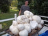 CEMEHA SEEDS Giant Puffball Mushrooms Non GMO for Planting Mycelium Spawn Spores