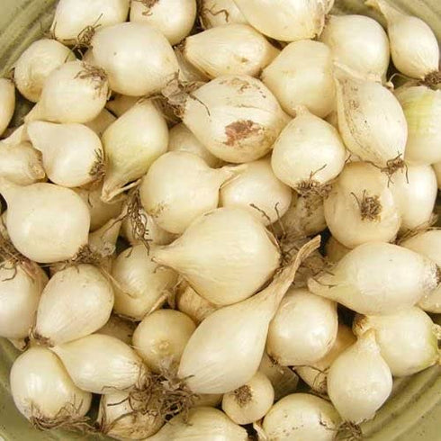 Sets 8 oz, Bulbs 60-80 Bulbs, White Ebenzer Onion Heirloom Non-GMO for Garden, Stargazer Perennials
