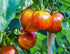 Harley Seeds 30 1-2 LB Giant Mr. Stripey Tomato Seeds, Heirloom Non-GMO, Low Acid, Indeterminate, Open-Pollinated, Rich