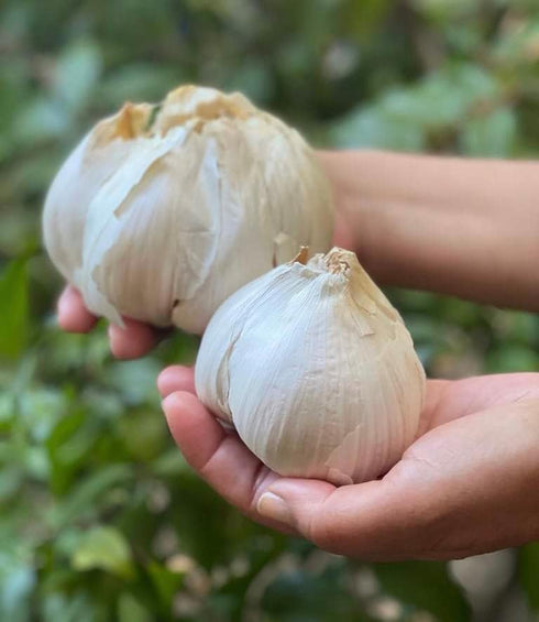 Generic Elephant Garlic 2 Huge Bulbs