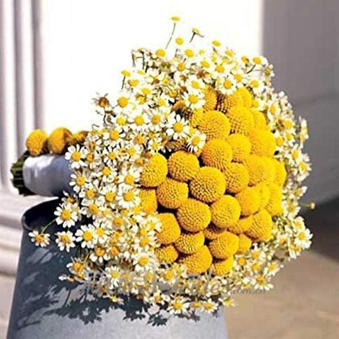 INVISIKAYAK Craspedia Globosa Material Flower, Immortal Eternal Flowers Gift, 40 Pcs in B-red