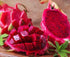 The Lucky Stars 250 Rare Red Dragon Fruit (Pitaya) Seeds - 95% Germination Rate -