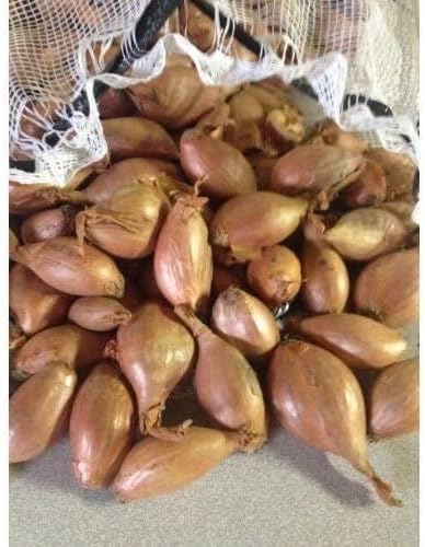 Starting Gardens Shallots, the Gourmet Onion, Bulbs, 12 oz. Pack