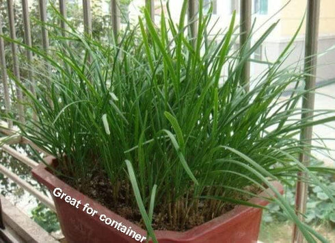 HipGirl 2026 Seed,1g Early Bird-Garlic Chive Seeds for Planting. Heirloom,Non-GMO.Vegetable Seeds for Planting, Herb