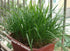 HipGirl 2026 Seed,1g Early Bird-Garlic Chive Seeds for Planting. Heirloom,Non-GMO.Vegetable Seeds for Planting, Herb
