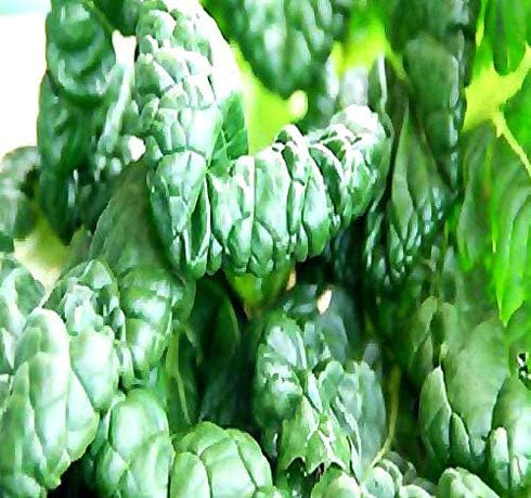 Big Pack - (5,000) Tat SOI Tatsoi Tah Tsai Spinach Seed -