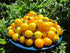 50+ Yellow Balcony Tomato Seeds Seeds for Planting Indoors and Outdoors