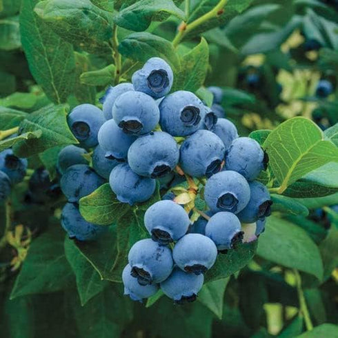 1000+ Packaged Mixed Fruit Seeds for Planting - Strawberry Raspberry Blueberry & Grape Seeds Fresh Fruit - Individually