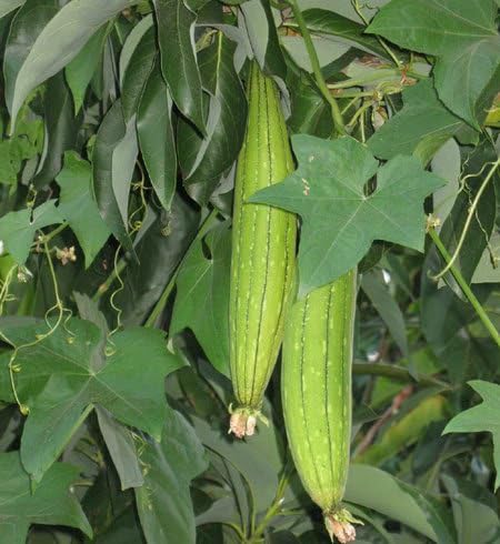 Seedville 25 LUFFA Sponge Gourd (Vegetable Sponge/Smooth Luffa/Sponge Luffa/Climbing Okra/Dishrag Gourd) Luffa