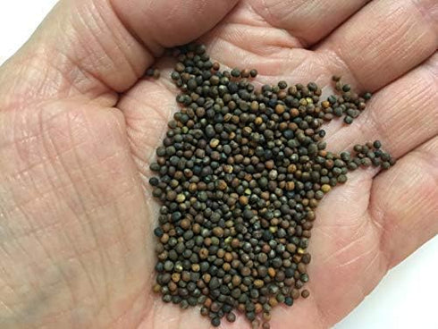 500 Broccoli Green Sprouting Calabrese Seeds (Brassica oleracea) Non GMO - Heirloom - Open Pollinated
