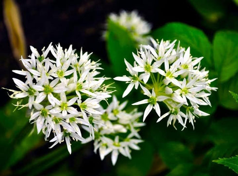 40 Wild Garlic Ramsons Buckrams Wild Onion Non-GMO Seeds for Planting