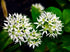 40 Wild Garlic Ramsons Buckrams Wild Onion Non-GMO Seeds for Planting