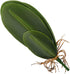 WINOMO Artificial Orchid Leaf, Fake Flower Leaf for Home Office Decoration