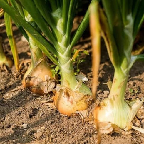 3 Sets (Bulbs) 1 (~100 Sets) 2026 TomorrowSeeds - Colors Mix Onion - Pound - Fresh Crop, Stored Cold, for Planting