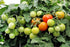 Harley Seeds 30 Dwarf Red Robin Tomato Seeds, Heirloom Non-GMO, Sweet, Low Acid, Determinate, Open-Pollinated