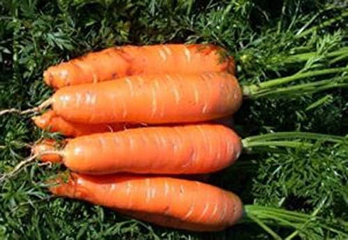 SeedsUA 2000 Giant Carrot Seeds Red Vegetable for Planting Giant Non GMO Seeds