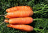SeedsUA 2000 Giant Carrot Seeds Red Vegetable for Planting Giant Non GMO Seeds