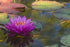 AquaLeaf Aquatics Common Water Lettuce (Pistia stratiotes) + Water Hyancinth (Eichhornia crassipes) Bundle + Water Lily