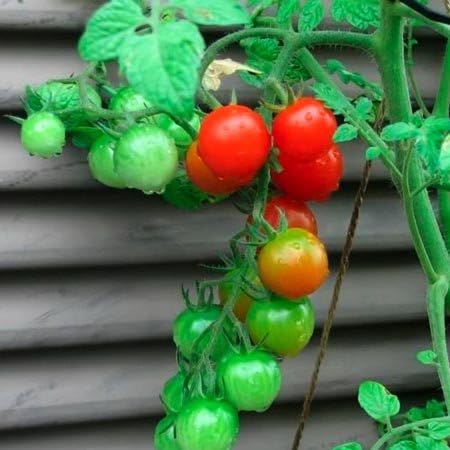 (2) 4" 8" 4" Inch Clovers Garden Grape Tomato Plants Two Live Plants Non-GMO - Not Seeds - Each to Tall in Pots Sweet