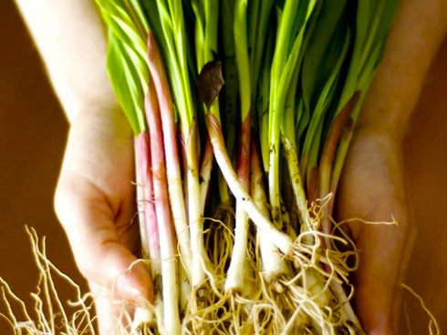 40 Wild Garlic Ramsons Buckrams Wild Onion Non-GMO Seeds for Planting