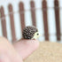 X Hot Popcorn 30 Pcs Mini Hedgehog Figurines - Miniature Moss Landscape DIY Garden Decor