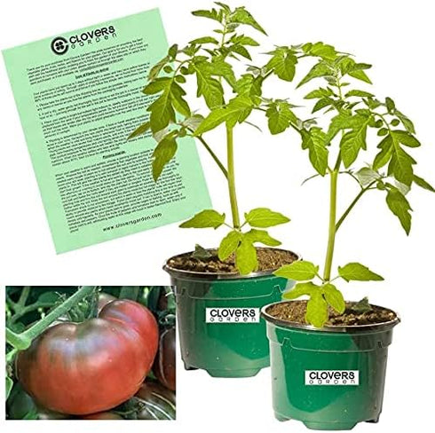 Clovers Garden Black Krim Tomato Plants Two (2) Live Plants Non-GMO -