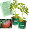 Clovers Garden Black Krim Tomato Plants Two (2) Live Plants Non-GMO -
