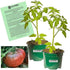 Clovers Garden Black Krim Tomato Plants Two (2) Live Plants Non-GMO -