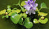 AquaLeaf Aquatics Common Water Lettuce (Pistia stratiotes) + Water Hyancinth (Eichhornia crassipes) Bundle + Water Lily