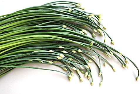 (1.5g) 90% Gaea's Blessing Seeds - Garlic Chives Seeds Non-GMO High Yield Open-Pollinated Heirloom Chinese Leek