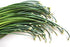 (1.5g) 90% Gaea's Blessing Seeds - Garlic Chives Seeds Non-GMO High Yield Open-Pollinated Heirloom Chinese Leek