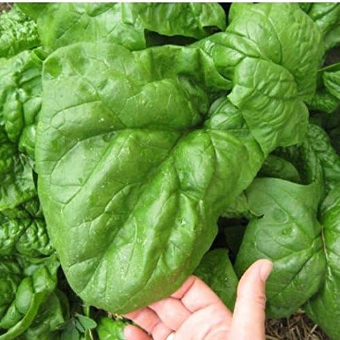 Generic 600 Giant Noble Spinach Seeds for Planting Organic Heirloom Non GMO 7+