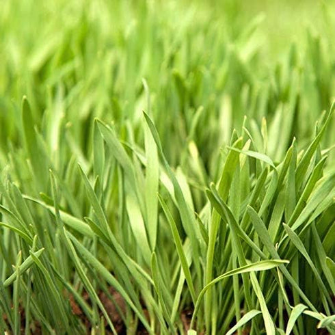 Eretz (1lb) White Oat Seed by - CHOOSE SIZE! Oregon Grown Oat Grains- No Fillers, No Coatings, No Weed Seeds