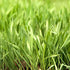 Eretz (1lb) White Oat Seed by - CHOOSE SIZE! Oregon Grown Oat Grains- No Fillers, No Coatings, No Weed Seeds
