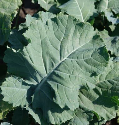 Seed Kingdom 30,000 Kale Premier Great Heirloom Vegetable by Bulk Seeds