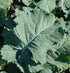 Seed Kingdom 30,000 Kale Premier Great Heirloom Vegetable by Bulk Seeds