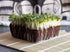 HipGirl Fall/Spring-4000+ Stem,10g) Sow in Bok Choy Seeds for Sprouting,Chinese Cabbage Seed