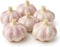 Loseedsoo Garlic Bulbs for Planting (6 Pack) Fresh Hardneck Seed Garlic, Non-GMO Heirloom