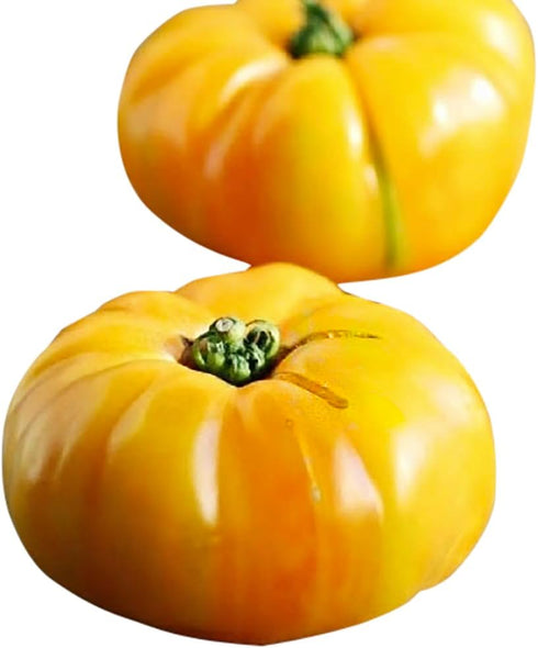 Yellow Brandywine Heirloom Tomato Seeds - Large Tomato - A Delicious Tomato for Home Growing, Non GMO