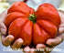 Harley Seeds 30 19 Mixed Seeds Giant Tomato Seeds, Mix of Varieties, Heirloom Non-GMO, Brandywine Black, Red, Yellow