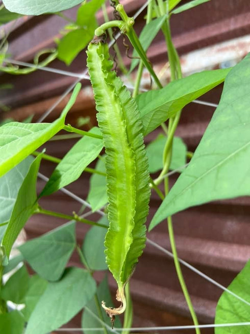 Generic 50+ ORGANIC Winged Bean Seeds- Ht u Rng - Dragon Bean, Four-angled, Goa, Manila, Princess, Cigarillas - Non