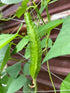 Generic 50+ ORGANIC Winged Bean Seeds- Ht u Rng - Dragon Bean, Four-angled, Goa, Manila, Princess, Cigarillas - Non