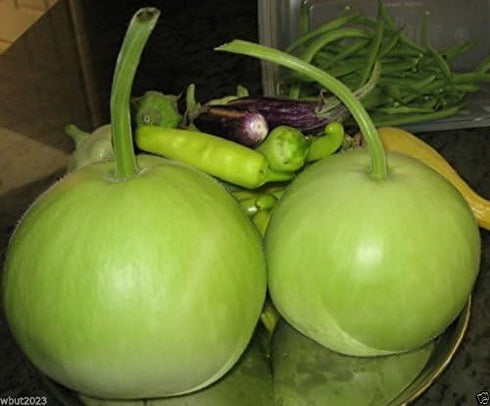 10 Asian Vegetable Seeds "Calabash Round" Edible Bottle Gourd Gaguava Bean, Opo, Lauki