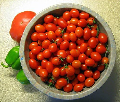 (2) 4" 8" 4" Inch Clovers Garden Grape Tomato Plants Two Live Plants Non-GMO - Not Seeds - Each to Tall in Pots Sweet