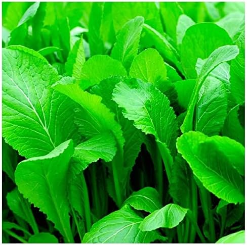 Instant Latch 500 Florida Broadleaf Mustard Seeds | Non-GMO | Heirloom | Garden Seeds